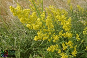 Galium verum_LR